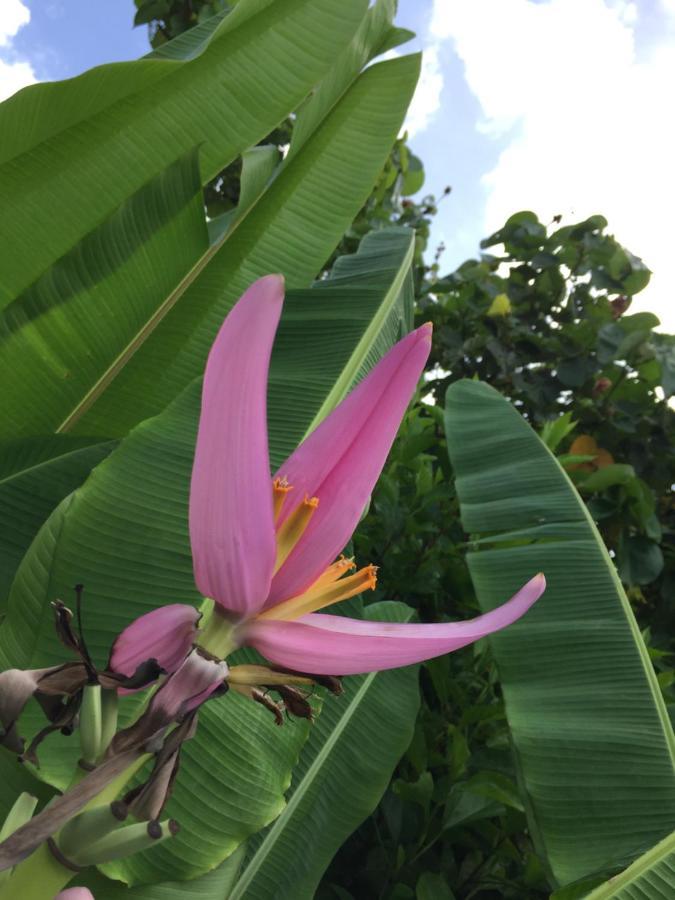 Guest House Annsea Ishigaki  Екстер'єр фото