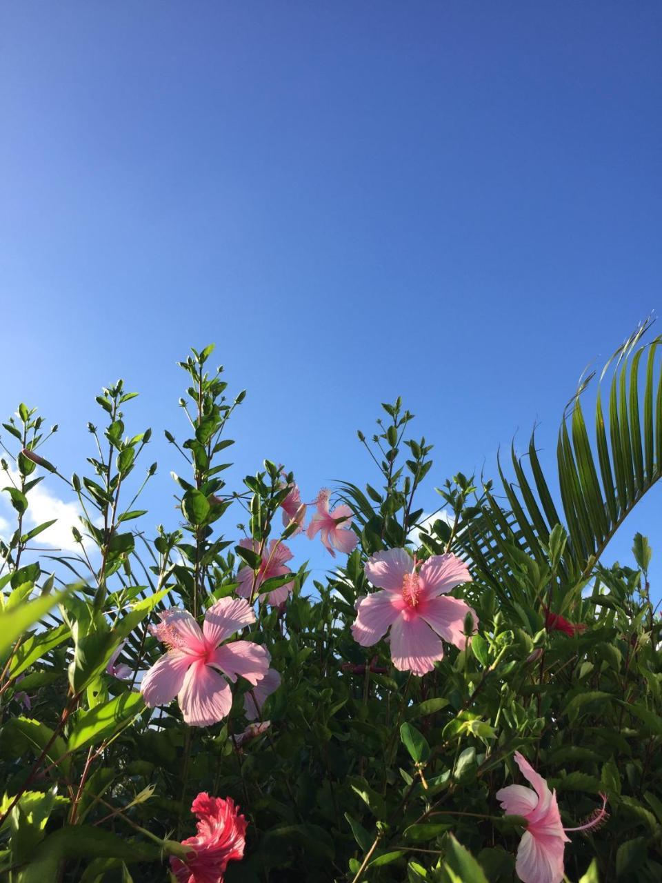Guest House Annsea Ishigaki  Екстер'єр фото